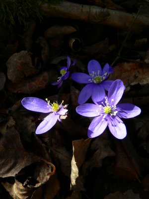 Hepatica