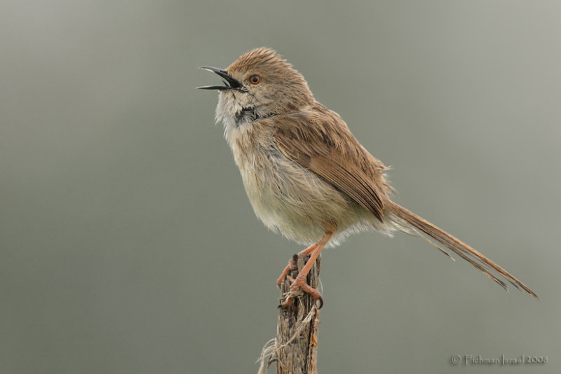 Graceful Prinia.