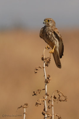 Common Kestrel.