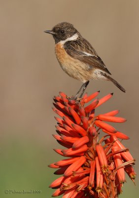 Stonechat.