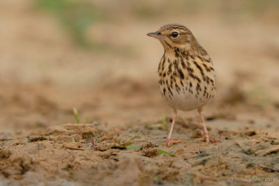 Meadow Pipit.