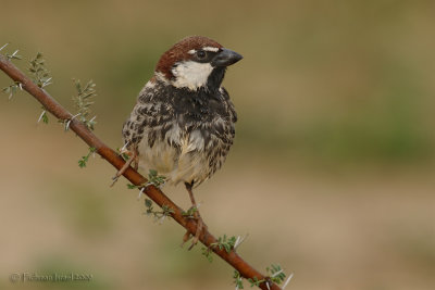 Spanish Sparrow.