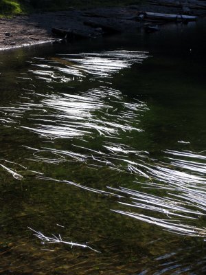 Glowing grass flowing across Magee Lake