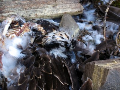 Osprey had a bad day at Magee Lake