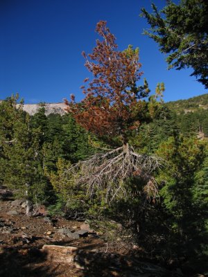 White Bark Pine with blister rust disease in 1000Lakes wilderness