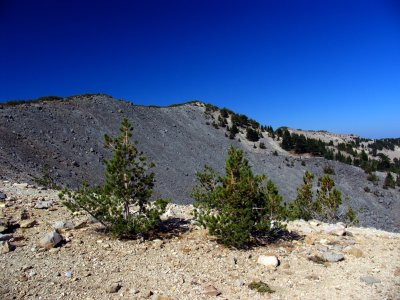 Magee Peak and whitebark pine regeneration