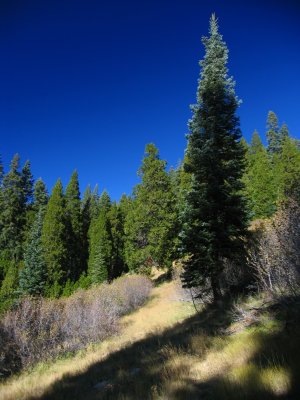 Monte's Meadow and trail