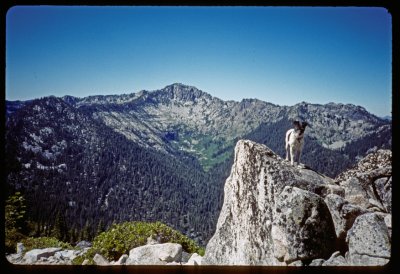 Pika on the PCT in the Russian Wilderness