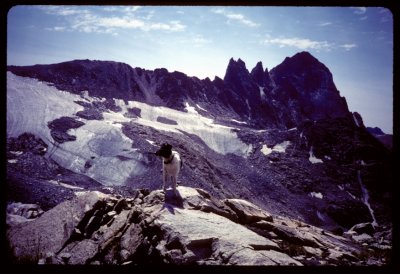 Knife Point Glacier and Pika