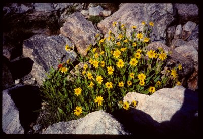 Flowers enroute - Arnica