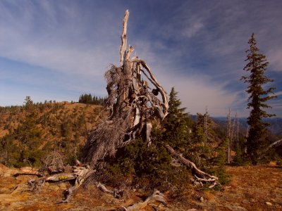 Ancient foxtail pine monarch is still alive