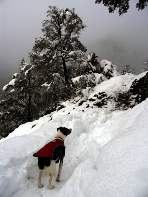 Kelly along Dillon Creek Trail