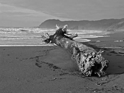 Storm casualty on Pistol River Beach bw