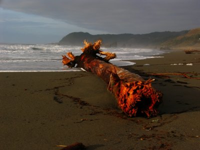 Storm casualty on Pistol River Beach