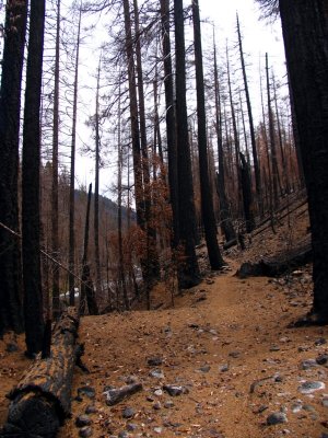 Elk Creek trail after the Oct 1, 2008 fire