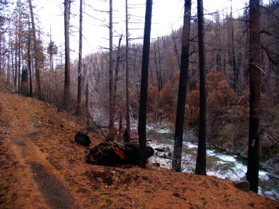 Elk Creek trail after the Oct 1, 2008 fire.