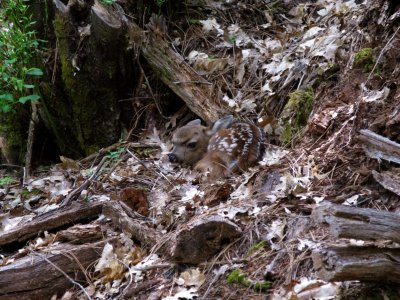 Fresh fawn, all alone, waits for mom