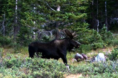 Bull moose in the Uintas