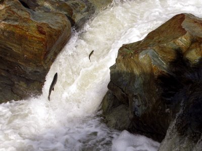 Puppy Falls Steelhead run