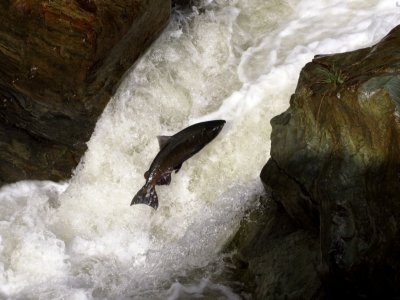 Puppy Falls Huge Male Chinook Salmon