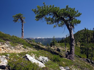 Upper Devils pine wind sculptures