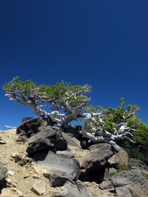 Ancient wind scupltured whitebark pine on Mt McLoughlin
