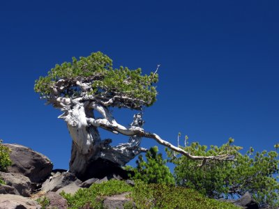 Ancient wind scupltured whitebark pine on Mt McLoughlin