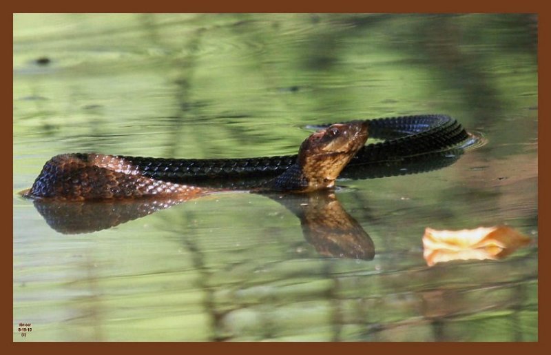 8-19-10-cottonmouth-267c2b.JPG