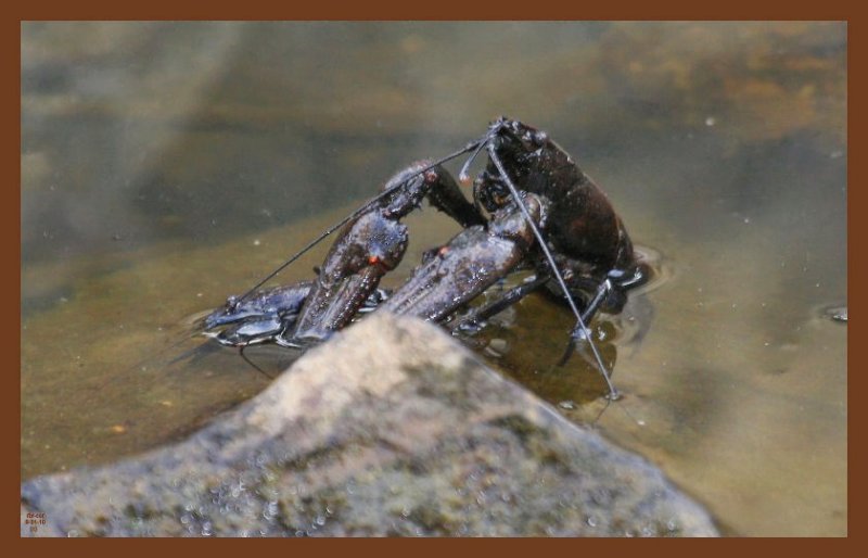 8-31-10-craw-pappys-153c2b.JPG