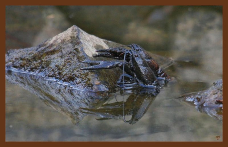 8-31-10-craw-pappys-107c2b.JPG