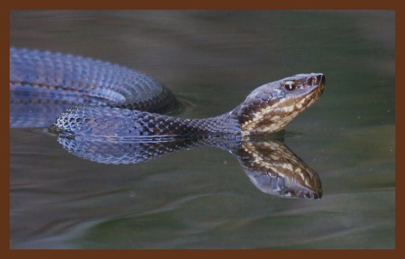 8-27-10-cottonmouth-894c2b.JPG