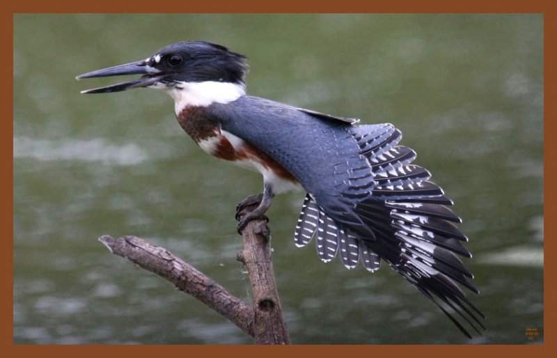 9-2-10-belted-kingfisher-374c2b.JPG
