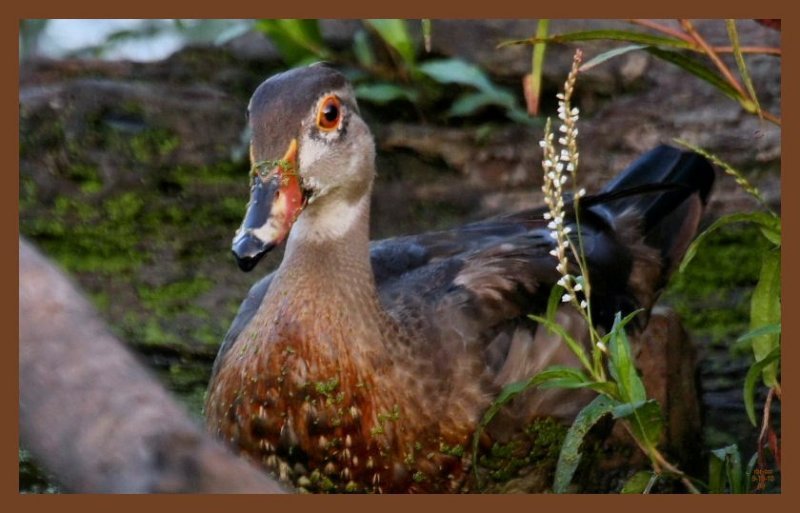 9-10-10-wood-duck-233c2ab.JPG