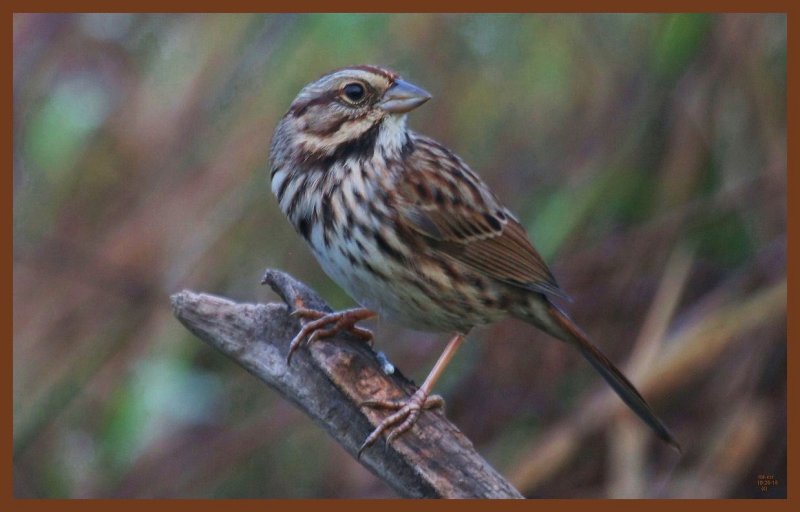 song sparrow-10-20-10-213c1b.JPG
