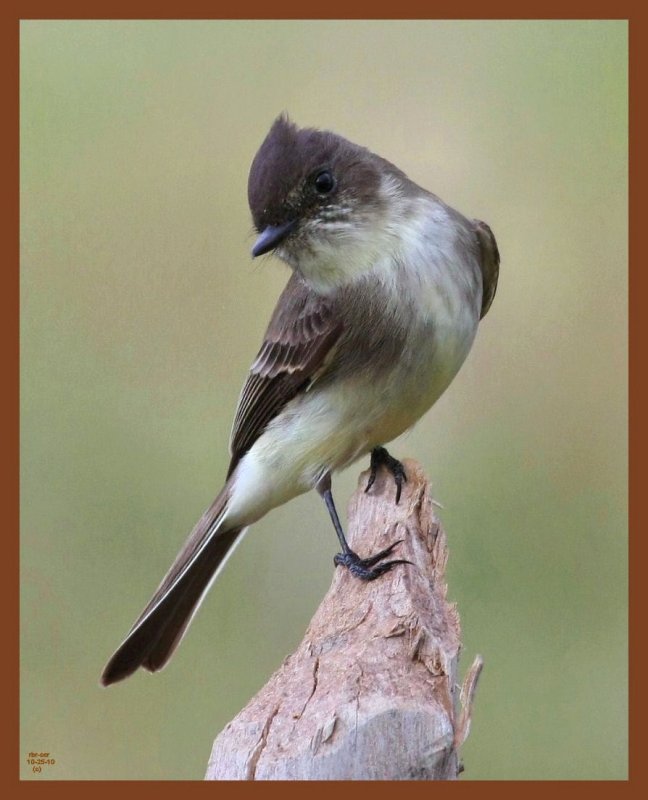 eastern phoebe-10-25-10-449c1b.JPG