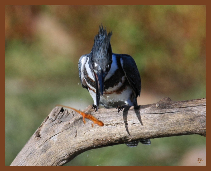 belted-kingfisher-10-26-10-643b.JPG