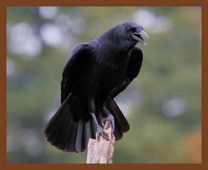 american crow-10-22-10-346b.JPG