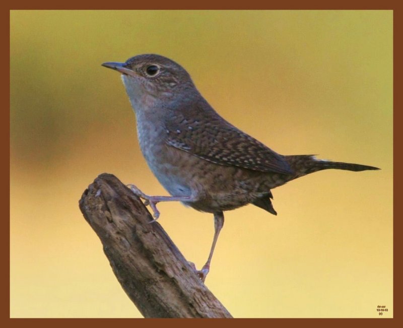 house wren-10-16-10-773b.JPG