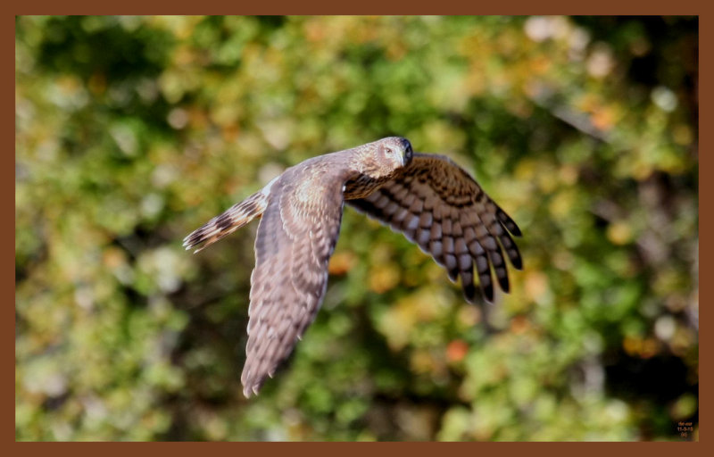 northern harrier-11-3-10-552c2b.JPG