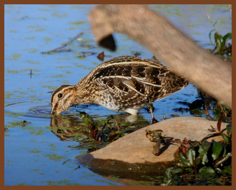 snipe-11-6-10-975b.JPG