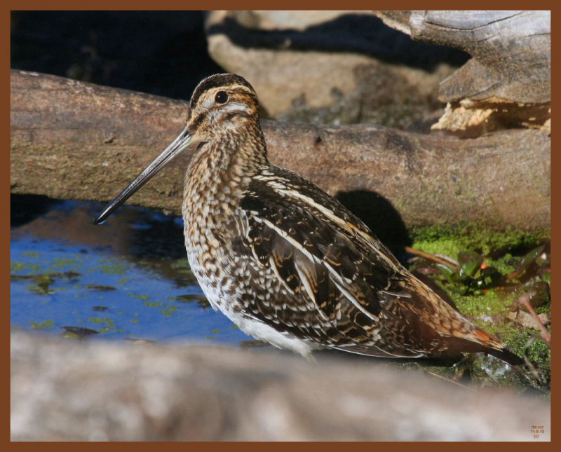 snipe-11-6-10-034b.JPG
