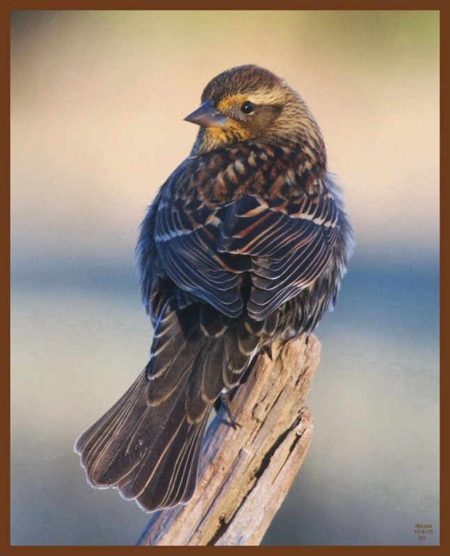 red-winged blackbird-11-5-10-631c1b.JPG