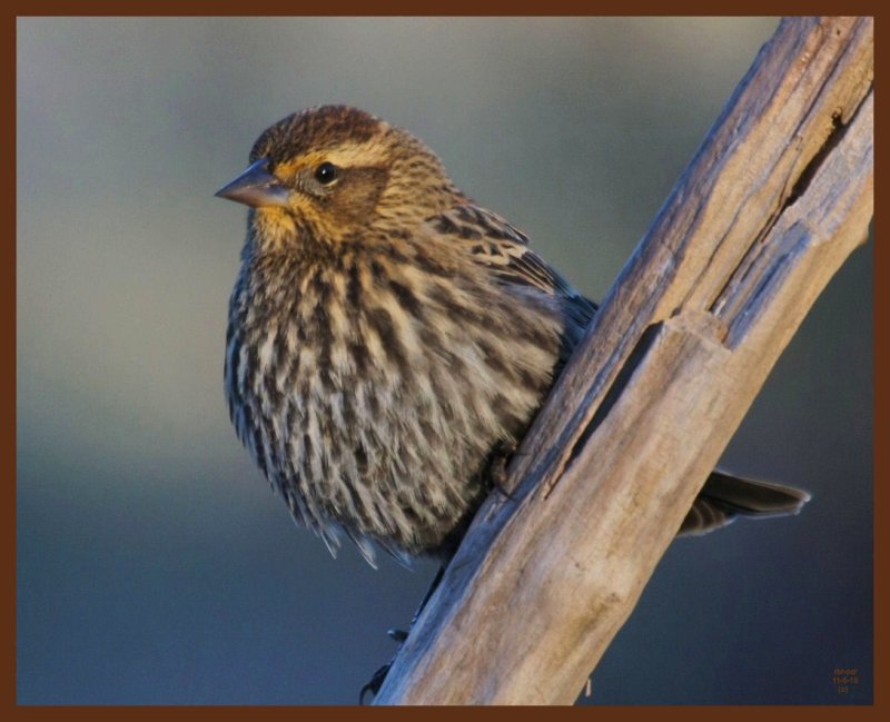 red-winged blackbird-11-5-10-622b.JPG