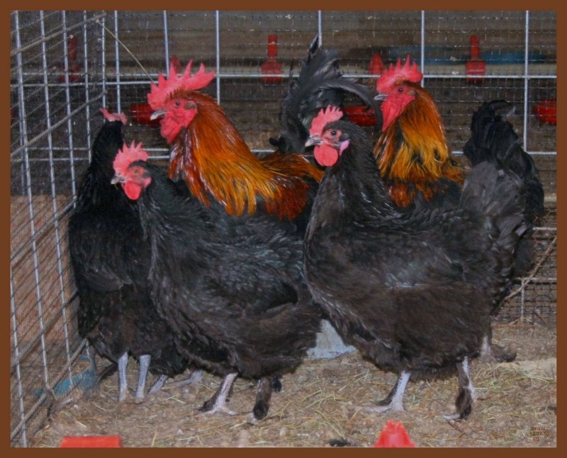 black copper marans-12-7-10-843b.JPG