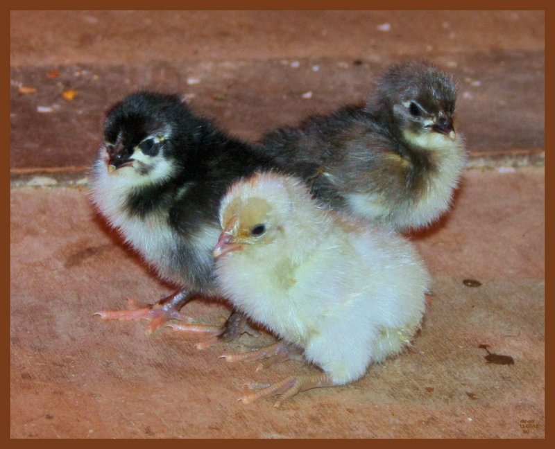 blue-splash-black copper marans-12-7-10-801b.JPG