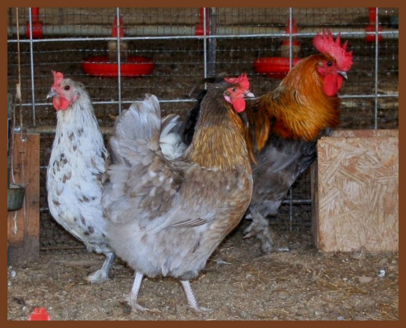 blue-splash- copper marans-12-7-10-862b.JPG