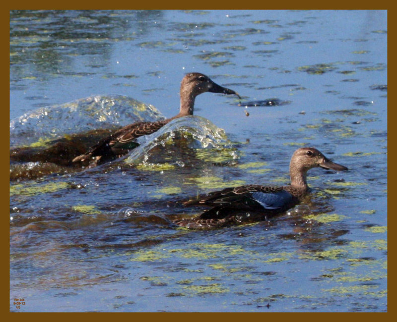 blue-winged teal-9-8-12-687b.JPG