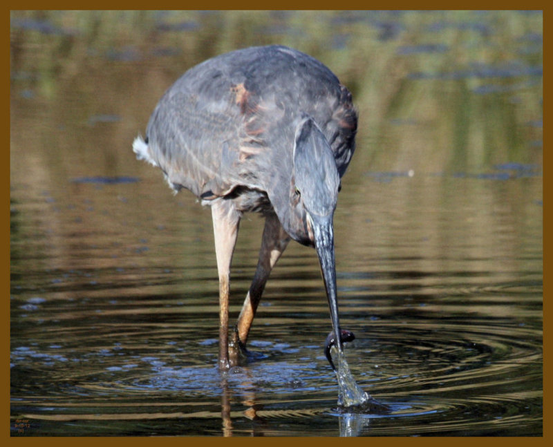 great blue heron-9-10-12-872b.JPG