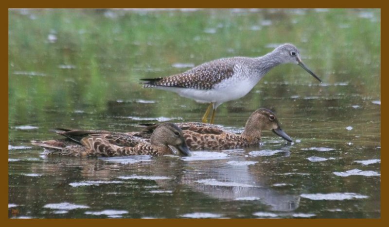 greater yellowlegs- teal-9-15-12-510c2b.JPG