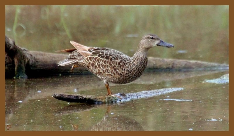teal-10-2-12-887c2b.JPG